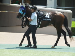 20180602 東京9R 国分寺特別 3歳上500万下 アドマイヤシナイ 03