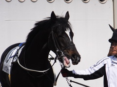 20170312 中山5R 3歳未勝利 バトルオスカー 10