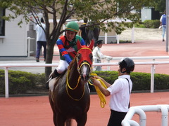 20161002 阪神8R (500) テイケイラピッド 15