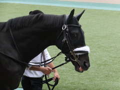 20161010 東京10R オクトーバーS(1600) ショウナンラグーン 09