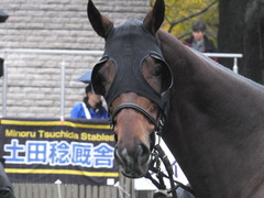20151123 東京9R 伊勢佐木特別 ヴィルトグラーフ 08
