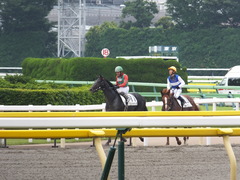 20150614 東京3R 3歳未勝利 コスモポッポ 14