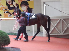 20181209 阪神9R オリオンS(1600) ホウオウドリーム 03