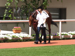 20170603 阪神3R 3歳未勝利 フェアチャイルド 07