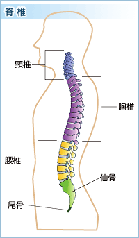 脊椎