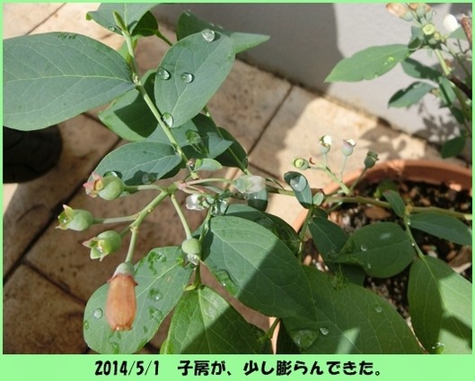CIMG0005 2