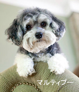 Small Breed Dogs For Adoption Calgary Small Breed Dogs For Adoption Calgary