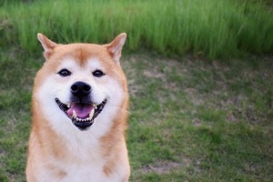 柴犬