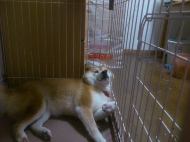 暑い間、飼い主のお供でエアコン生活を送るゆき。