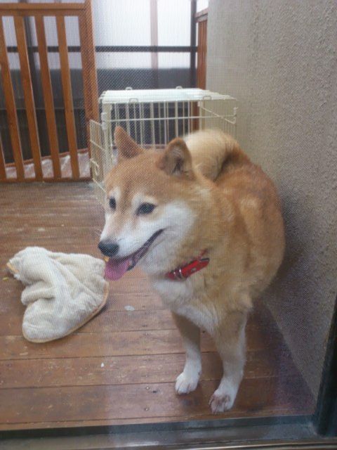 昨日の昼間のゆき