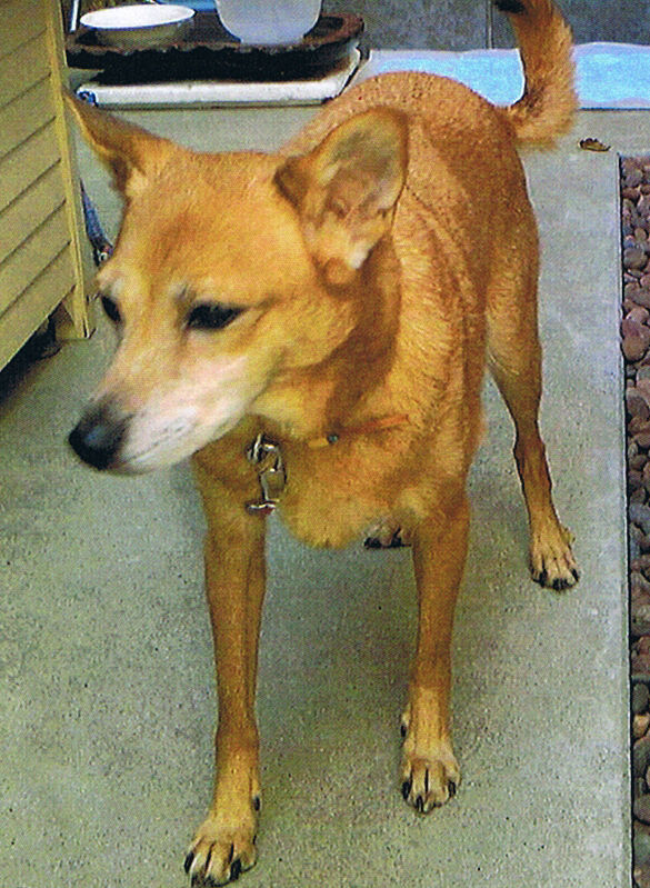 maigo-inu