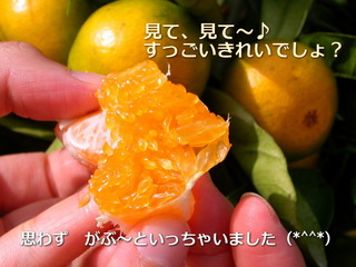 宮崎・やいちんのみかん♪
