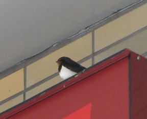 swallow