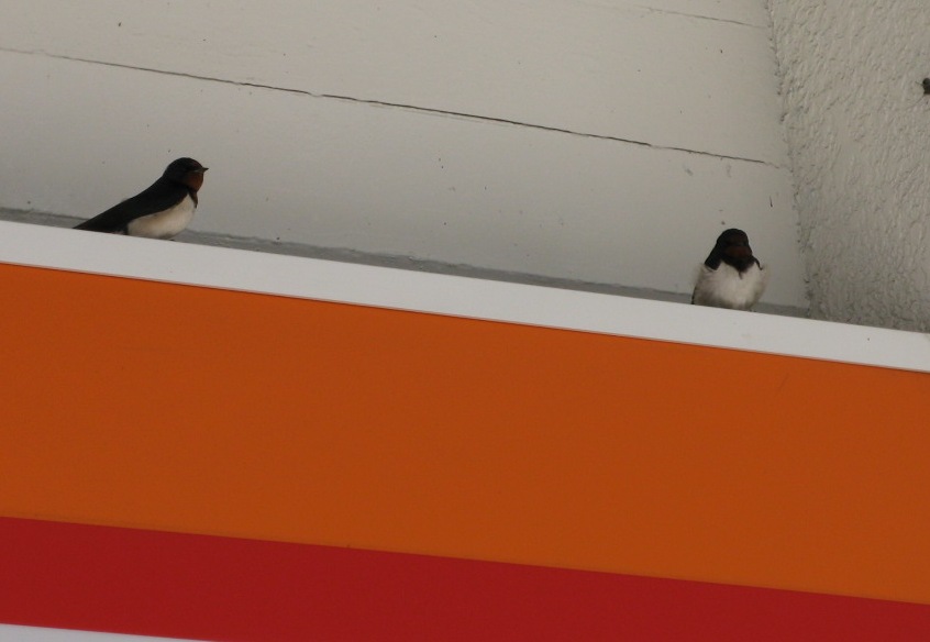 swallow2