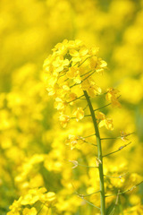 DSCF0282