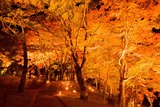 DSCF0871