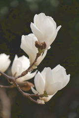 十輪寺(18)