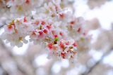 DSCF0092