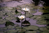 DSCF1447