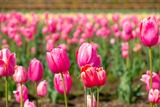 DSCF0342