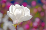 DSCF0211