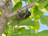 DSCF0795