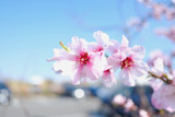 DSCF2376