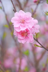 十輪寺(19)