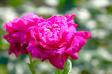 DSCF1632