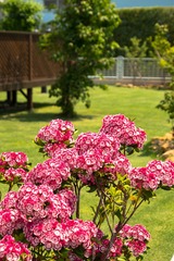 DSCF0339