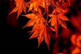 DSCF0844