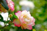 DSCF1637