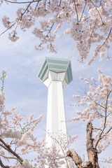 五稜郭の桜(3)