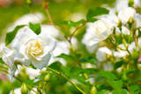 DSCF1624