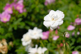 DSCF1627