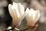 DSCF0273