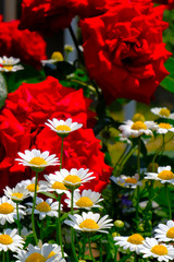 DSCF1709