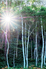 志賀高原の夜明け(9)
