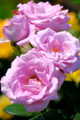 DSCF1703