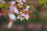DSCF2767
