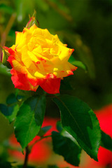 DSCF1649