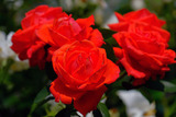 DSCF1704