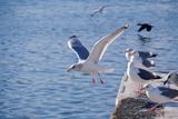 DSCF0597新5