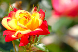 DSCF1633