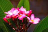 DSCF1595