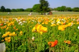 DSCF0900