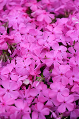 DSCF0075
