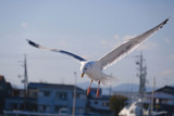 DSCF0707oo
