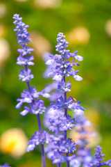 DSCF1653