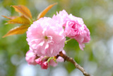 DSCF2647